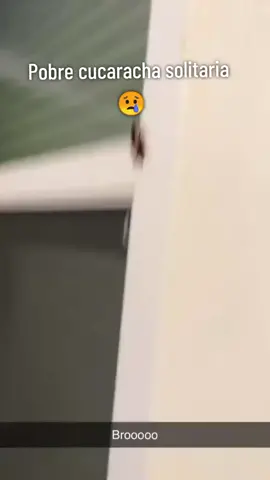 Cucaracha en pared #parati #foryou #humor #videosdehumor #videosgraciosos #susto #cucaracha #scare #fyp #scared #meme 