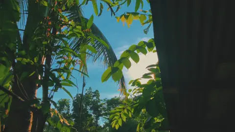 morning Sunrise  🌅#unfrezzmyaccount #pleasesupport #foryoupage❤️❤️ @TikTok Bangladesh 