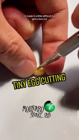 Smallest egg ever! I have never seen this before.  👉🏼 Check Out My New Children’s Book! “What’s In Dr. Serpenstine’s Lab?” Follow the links in my bio!  👉🏼 Want a personal video from me? I’m now on Cameo! Follow the links in my Bio!  👉🏼 Shop: www.molinarosnakelab.com  👉🏼 I will be at Animal Con USA this September! Don’t pay full price! Use promocode MOLINARO10 to save $10 on your tickets!! See you there! www.animalconusa.com @AnimalCon.USA  #molinarosnakelab #snakes #animalconusa #whatsindrserpenstineslab #fyp #childrensbook #ballpython #royalpython #pythonregius #python #pison #pyton #pitone #sawa #witchy #snakebreeder #snakekeeper #snakeman #snakeguy #viral #pets #petsnakes #snakepets #author #worldfamous #animalplanet #serpents #DIY #royalpythonbreeding #ballpythonbreeding #elpaso This Channel is being represented by LADBible Group. To use or license this video please email licensing@ladbiblegroup.com
