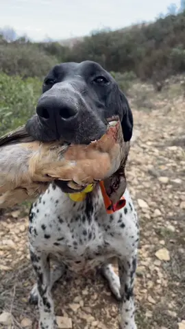 • Elevage De La Valleé Du DJORF #germany #shorthaird #pointer #gsp #braqueallemand #bracoaleman #bracoaleman #lackandwhiteproject #chiotbraqueallemand #kurzhaar #chasse #nature #deutschkurzhaaroftheday2 DIORF #Naya_Des_Fristeires #Paddy_De_LaValleé_Du_Djorf  #Tania_De_LaValleé_Du_Djorf  #tayron_du_rio_parana 