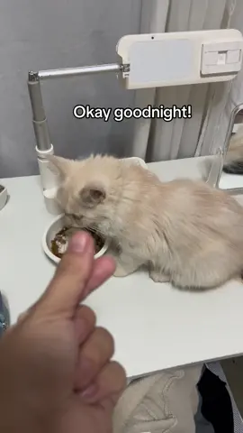 Yung lupasay na kayo pag uwi pero may anak kang nagugutom kalokaa sarap ng matulog pero iinitin ko muna pagkain nya😪😭😅 check the yellow basket if ano pina pakain ko sa kanya! #sabrinameow #shycrosss #solutionbyshy #cutecat #catlover #catlover 