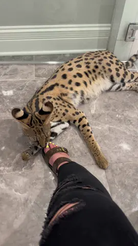 😂! #PetsOfTikTok #fyp #fypシ #pet #petsoftiktok #serval #servals #servalcat #bigcats #Love #tik #tik_tok #tiktok #cat #cats #explore #explorepage #tiktokviral #tiktoker #love #like #following #viral #viralvideo #viralvideos #viralpost #foryou #foryourpage #funny #funnyvideos #animal #animals #animalsoftiktok #video #videoviral 