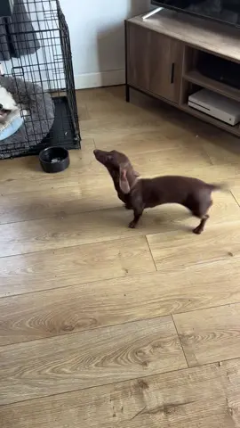 Excited to have friends round #happydog #waggingtail #wiggle #sausagedog #sausagedoglife #fyp 