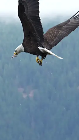 What do you do when you are videoing one eagle swallowing a fish whole and another one photobombs the shot? You keep your camera rolling! This is an excellent example of the difference in an adult and juvenile bald eagle. The juvie is the darker colored bird. What a show!