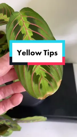 I just learned this last week #plants #PlantTok #planttiktok #plantsoftiktok #planthelp #indoorplants #houseplants #plantlover 