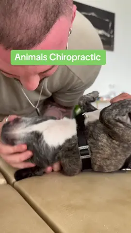Please don't try it at home ‼️‼️ I give 110% every day to help our loved ones. I love my work, even more I love to see how I make the hearts of the owners happy by helping their dearest (animal). I don't make 1 heart happy, but 2 hearts ❤️❤️.