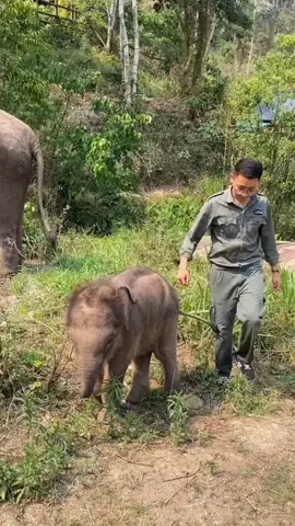 An elephant who knows China Kung Fu.#tiktok #fyp #elephants #animals 