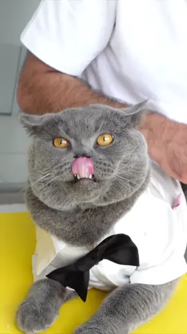 konuşan kedi Raj youtube’da yayında!!! link bioda💛  #catsoftiktok #Cats #kedi #konuşankedi #konuşankediler #kedikonuşuyor #kedi #hayvanlar #hayvanlarısevin #animals #animallivesmatter #etkileşim #Kediler #cat #kedilerim #keşfettiktokk #catt 