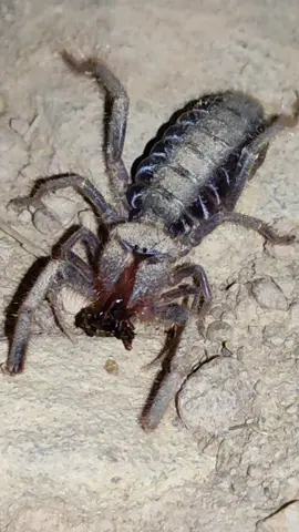 Araña camello (Gluvia dorsalis) cenando hormigas 😱🕷️ #animals #insects #mariposa #butterfly #extremadura #spider #foryou #parati #ants #nature #scary #viral #ecologie #spain #beautiful #tiktok #arachnophobia #wild #night #instagram 