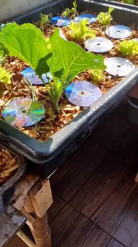 como afastar pássaro da horta horta em apartamento #hortaemapartamento #gardenproject #hortaliças #garden #gardening #hortavertical #horta #plantasdecasas #plant #hortaliça #horta 