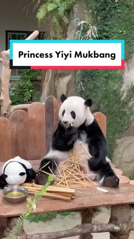 Princess Yiyi mukbang show! #elegant #malaysia #panda #fyp #trending #malaysiapanda #yiyi #mukbang #babypanda #princessyiyi #cute #cutepanda #elegantlady 
