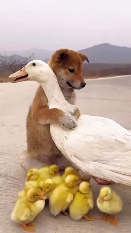 #dog After retrieving the lost duck, the dog comforted it by touching it with his hand🥺🥺🥺 失われたアヒルを取り戻します、犬は手でアヒルに触れて慰めた#dogs #cute #pet #犬 #アヒル #ペット #可愛い犬 #犬のいる生活 #面白いペット #田園風景 #癒し 