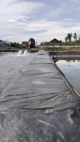 Penebaran Benur Udang Vanname
