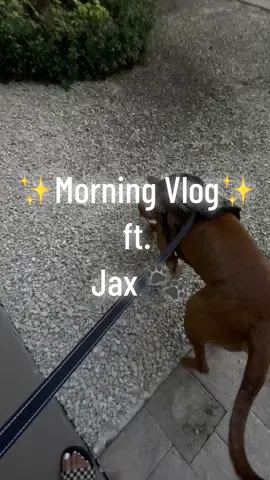 Good morning beautifuls! 🫶🏽 x #morningvlog   How our walks start VS How our walks end 😂 I wouldn’t want it any other way! 🐾 #CapCut #doggiewalks #americanbullylover #dogmomsoftiktok #americanbullypuppy 