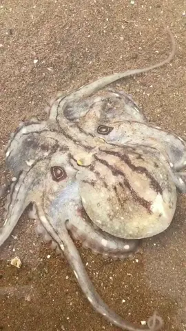 Octopus can still snore #octopus #seafoodloves #seafood #foryoupage #foryou 