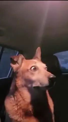 Crazy Woman #meme  #funny  #funnymoments  #funnyvideo  #edit  #fyp  #blowthisupforme  #xyzcba  #foryou  #vsp  #vsmb  #velocity  #vspedit  #velocityedit  #2023  #fypシ  #tumbarec  #viral  #dog #dogsoftiktok #streaming #screamingwoman