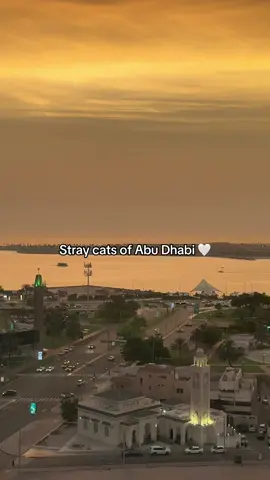 fell in love with every single one 🥺 #abudhabi #cats #straycatsoftiktok #fyp 