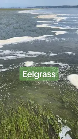 #onthisday 2 years ago I was doing eelgrass monitoring! 🤓 #eelgrass #marinebiology #marinebiologist #stem #womeninstem #fyp #foryou 