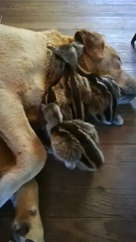 Naptime is the best time! 🥰🐶🦆  #viralhog #cuteness #ducklings #doglife 