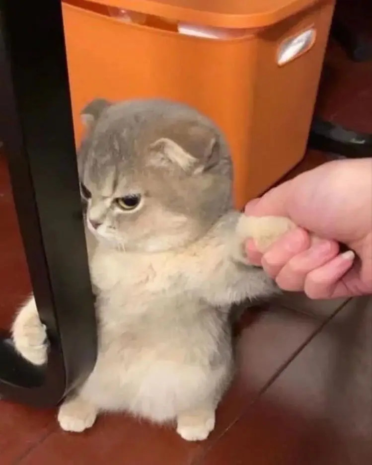 Angry cat #fyp #fypage #fypシ #cat #meow #cute #angry