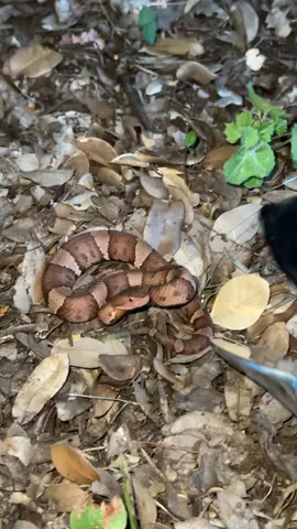 Saying goodbye to our little copperhead friend! 🥹🐍💕 who wants more snake relocation vids? ALL WILDLIFE should be respected and appreciated for the value they have in our ecosysetem, venomous or not! I always recommend learning about the native species in your area. 💖 #animals #snake #relocation #rescue #wildlife 