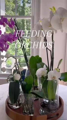 @Valerie H’s House ⬅️ In response to that vid, here's exactly how I do my weekly orchid feed. If you just recently transferred your Orchids from mulch/moss to water culture, leave in water and change it out weekly until your orchid gets used to water for 2-3 months, then you can add your weekly fertilizer. Yes, transitioning them to water culture will shock your plant and yes, theres a possibility you’ll lose blooms if your plant had some. Some say it’s better to wait until your blooms have all fallen off for the season before you put them in water cuture. I've transitioned them with blooms and yes, some have lost blooms, while others didn't. It just all depends on your plant. Don't give up on your orchids. It takes time and patience and experimentation, practice and love.  I'm not an orchid expert, but this is what works for my orchids! 🌸🩷🥰 #flowers #flowertok #PlantTok #plants #plantoftiktok #howto #orchid #planthacks #planttips #houseplants #waterculture