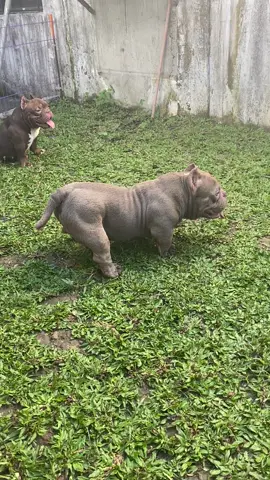 Morning walk! #microexoticbully #microexoticbullies #heisenberg #thedanger #fb #tiktok #tiktokviral #khaleesi #fbreels #exoticbully #studalert #studpromo #dogbreeding #exoticbullies #trending #3kmetabullies #fyp #fy 