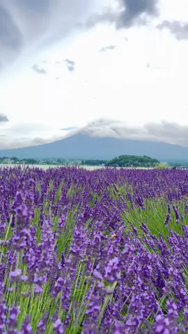O Ishi Park, Kawaguchiko, Fuji Mountain. With Lavender in July. Hoa Lavender đang nở rộ tại Công viên OIshi 🥰#japan #tokyo #trendtiktok #oishipark #lavender 