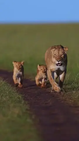 #lion #lioness #cub #animals #tiere #wildlife #wildanimals #naturelife #animal #safari #africa #fürdich #foryoupage #fyp #you #حيوانات #animalsbaby 