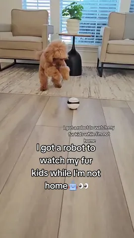 Amazon Prime Day is here! Don't miss out on the opportunity to grab your EBO SE at a special price! Check the LINK in my Bio.  #Enabot #enabotebose #amazonprimeday#amazondogmusthave#petcamera#dogcamera#robotcamera 