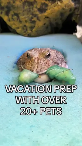 Vacation prep with over 20+ pets🫡 so excited to be in Hawaii✨ #PetsOfTikTok #Vlog #pets 