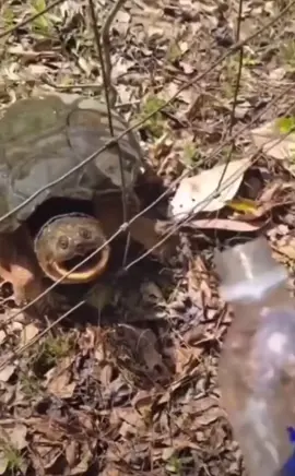 Que no me tires agua en los ojos! / Don't throw water in my eyes! #turtle #tortuga #tortoise #water #agua #drinking #drink #beber #surprise #sorpresa #scare #scared #susto #angry #enfadado #animal #animals #animales #wildanimals #animalessalvajes #darksideanimal 