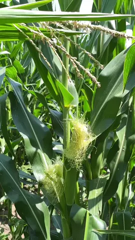 Its getting a little steamy in corn fields across the midwest as pollination gets into full swing 😉🥵 #corn #farming #corntok #farmtok #iowa 