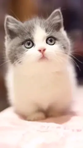 #Pet #CutePet #Cat #cuteanimals 