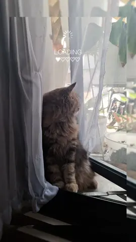 si-paling susah buat noleh ke kamera #cat 