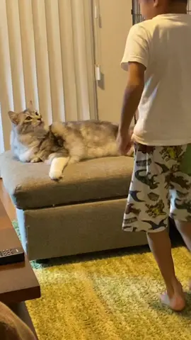 大型猫をマッサージ#メインクーン 