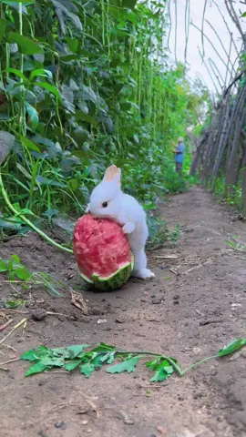 This rabbit that eats watermelon is so cute.#rabbit