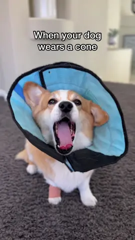 He’s got 3 days (to life) in cone jail #relatable #dogdad #doglife