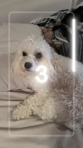 Cutieeee #dalethecavachon #cavachon #pawpatrol #dogmomof3 #dogmom #pittsburghpup 