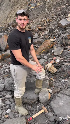 Here are a couple of pyritic rocks that we found in large shale slabs and opened up on the beach🏝🌊 The slabs had been part of a huge landslide which had revealed some new material perfect for containing fossils.  Inside one, a couple of large eleganticeras ammonites from the Jurassic along with some fossil poo! If you’d like an ammonite rock to crack open, please message us directly on yorkshire fossils or visit our website yorkshirefossils.NET 🦕 For more videos, check out our YouTube channel Yorkshire Fossils 🏝 Thanks for supporting our page! 🐊 #natural #nature #fossil #fossils #ancient #animals #art #ammonite #ammonites #dinosaur #scientist  #minerals #paleontology #whitby #geologist #dorset #geology #charmouth #jurassic #yorkshire #beach #coast #sea #water #squid #fyp 