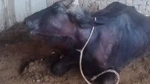 Tripnosomiosis in buffalo 😥😥 full video on YouTube ☝link I'n profile #ڈاکٹرعبدالوہاب💎 #viral 