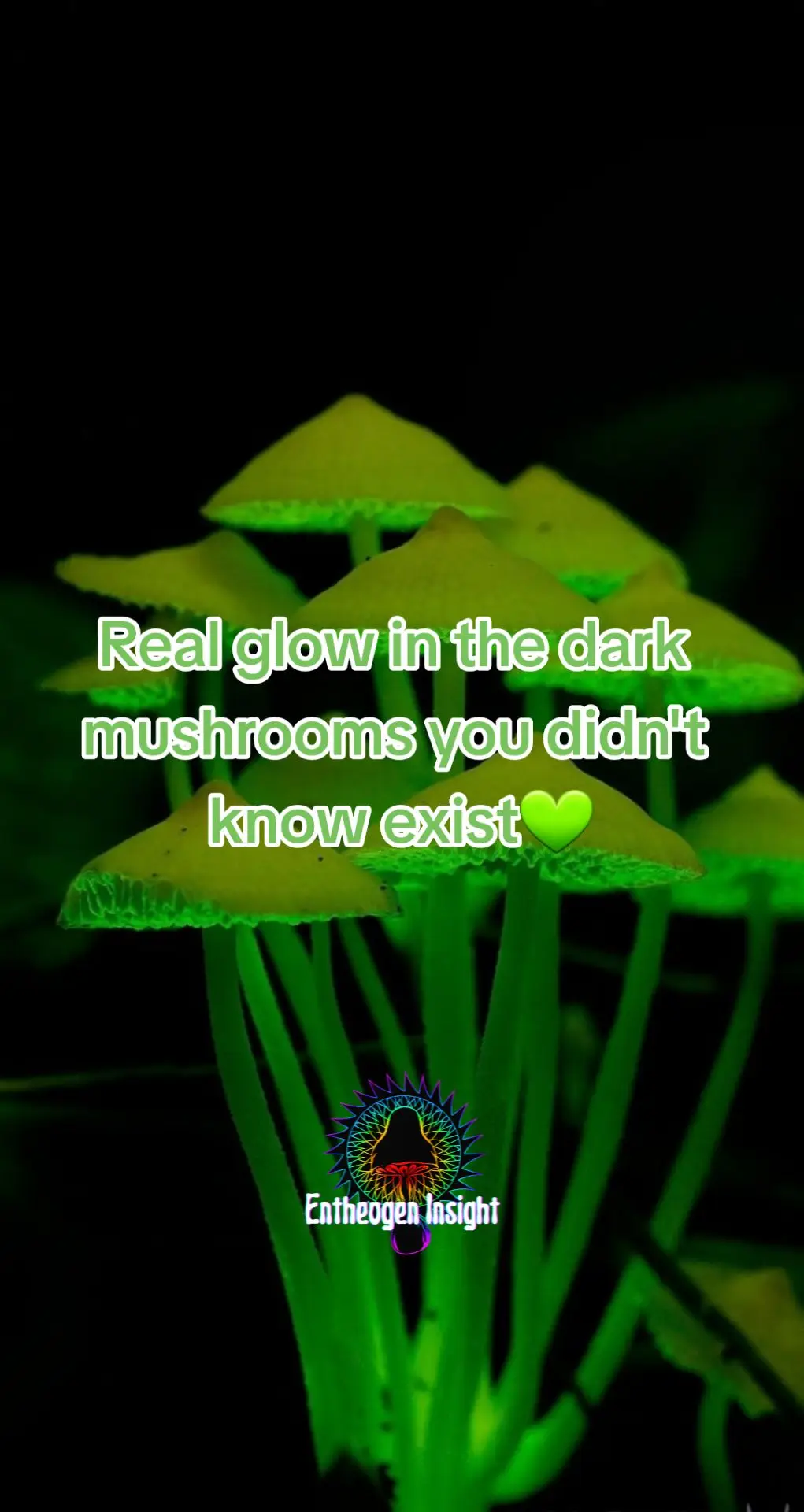 some of the real species of mushrooms that are bioluminescent, like fireflies 🛸 #mushroom #nature #cottagecore #astetic #fyp #mushroomasthetic 