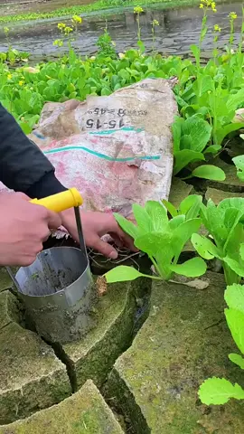 Harvesting plants