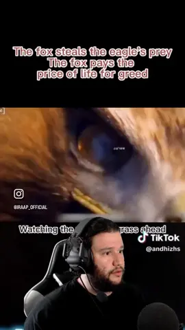 Never Steal Food from an Eagle! 🦊🦅 #Crazy #Insane #Predator #Prey #Eagle #Fox #Food #Stealing #SharpTalons #DeadRabbit #Bait #CaughtSlippin #AnimalKingdon #Reels #FYP #Viral 
