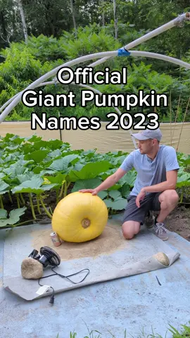 Do you know which one is Bear Swipe's kid? 🔥💥🦅 #giantpumpkin #gardening #plants #halloween #vegetables #pumpkintok #gardentok #plantsoftiktok 