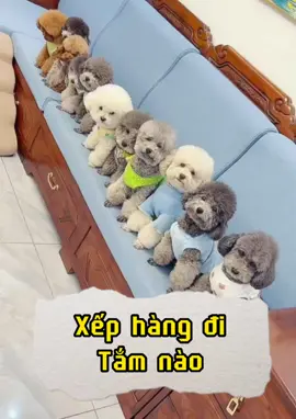 Xếp hàng đi tắm nào các con #dcgr  #chopoodle #huynhdangan @Haitran #poodlelover 