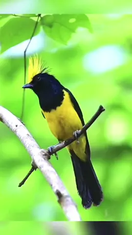 Sultan tit (Melanochlora sultanea)  #bird #birdlover #birdsoftiktok #animals #FYP 