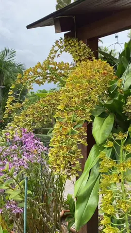 keren habis...  hanya sekedar refleksi.... si anggrek macan...  penanaman sistim gantung...  #orchids #orchid #bunga #flower #phalanopsis #bulbopilylum #flowers #anggrek #anggrekdendrobium #phalanopsisorchid #gardening #keren #jualanditiktok #jualanonline #jualan #viralvideo #fypシ゚viral #fyp #garden #petani #viralvideo #viral #viraltiktok #keren #vidioviral #flowers #flower 