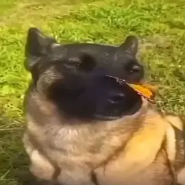 #dog #butterfly #мем #собака #бабочка #meme #pyf #elbruso #fyp 