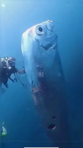 Một con cá mái chèo đã được các thợ lặn ghi hình lại #oarfish #ocean #nature #riddles #fyp 